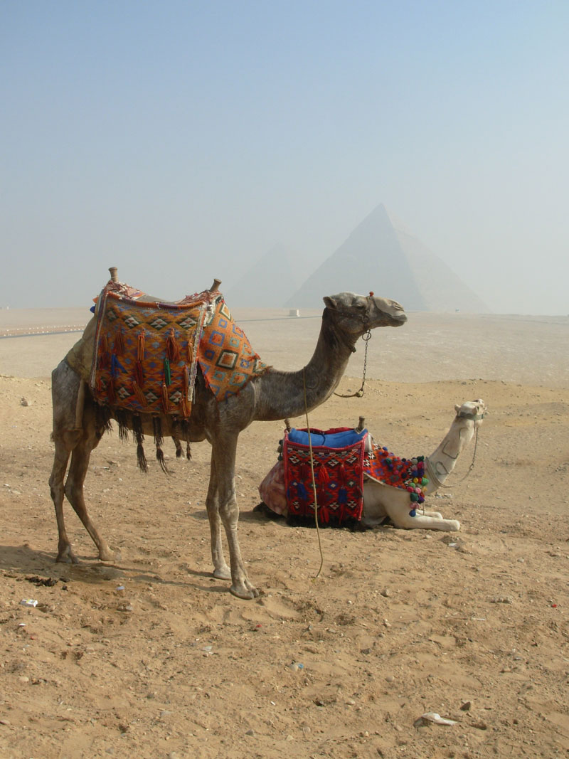 Cammelli nel paesaggio sabbioso vicino alle piramidi del Cairo