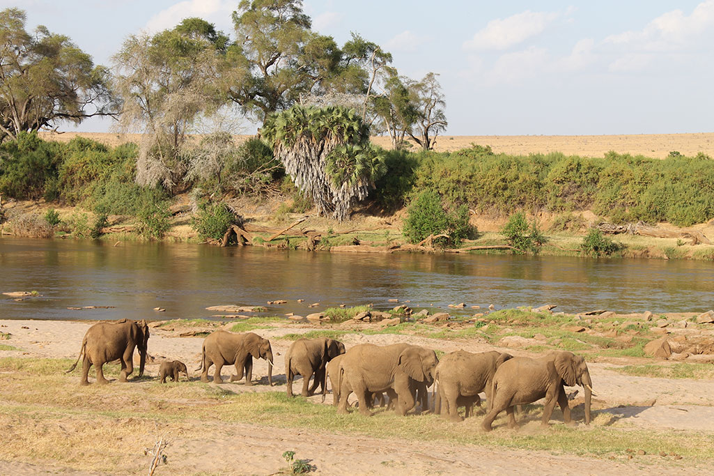 Elefanti lungo un fiume in Kenya, dalla galleria Nairi Viaggi
